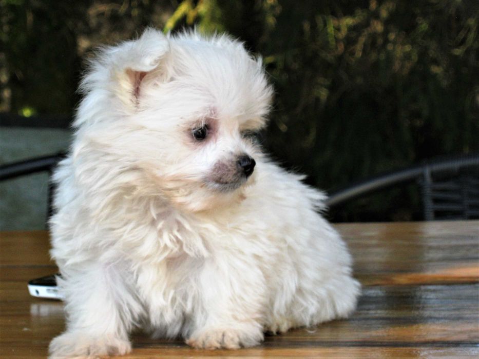 Radosny  szczeniaczek  -  Maltańczyk