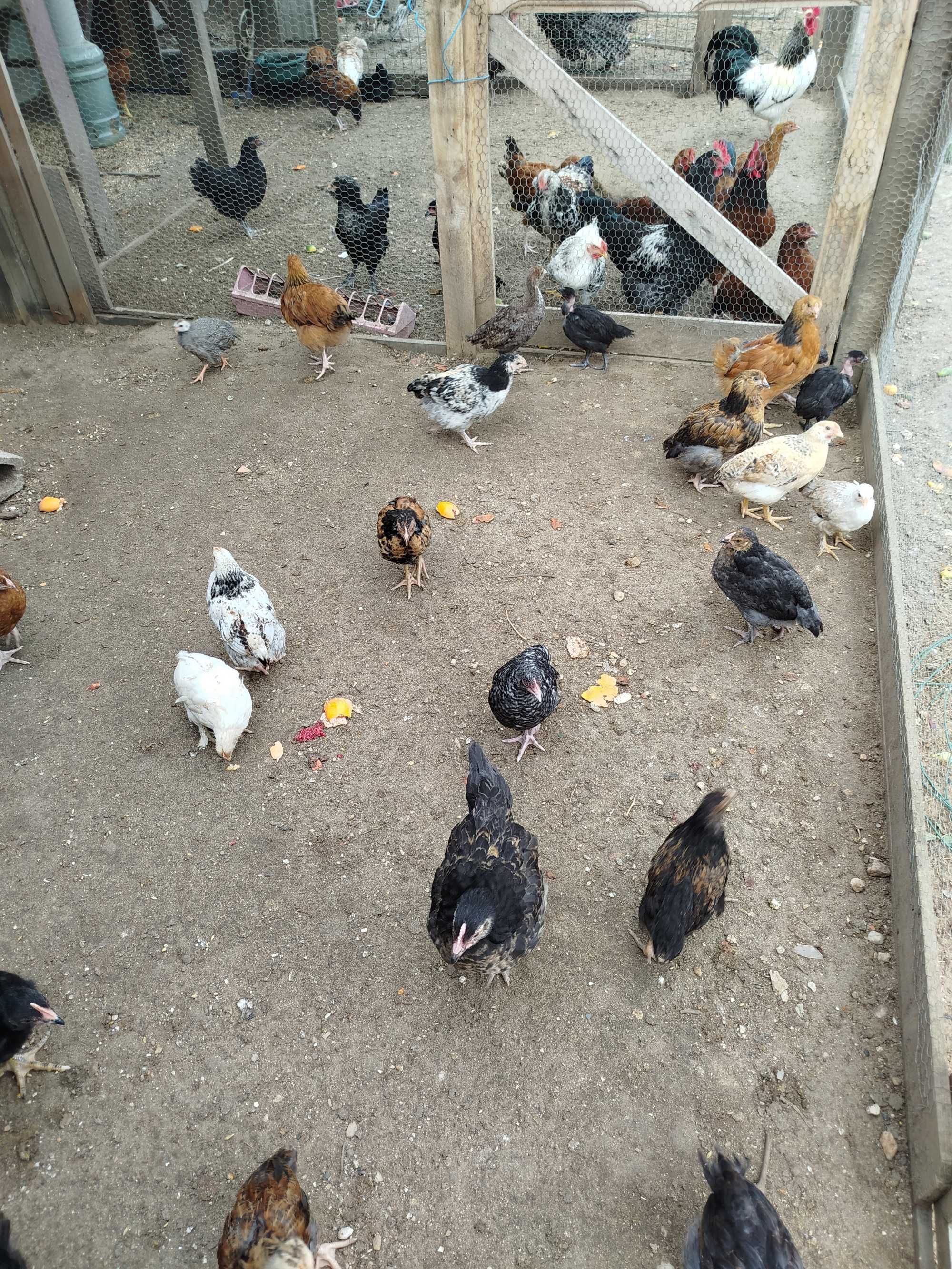 Ovos Galados de Fraca, Galinha e Pata Muda, Pintos e Frangos Diversos