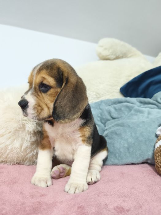 Śliczne ,wesołe beagle