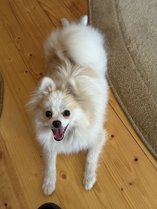 Хлопчики Померанського Шпіца