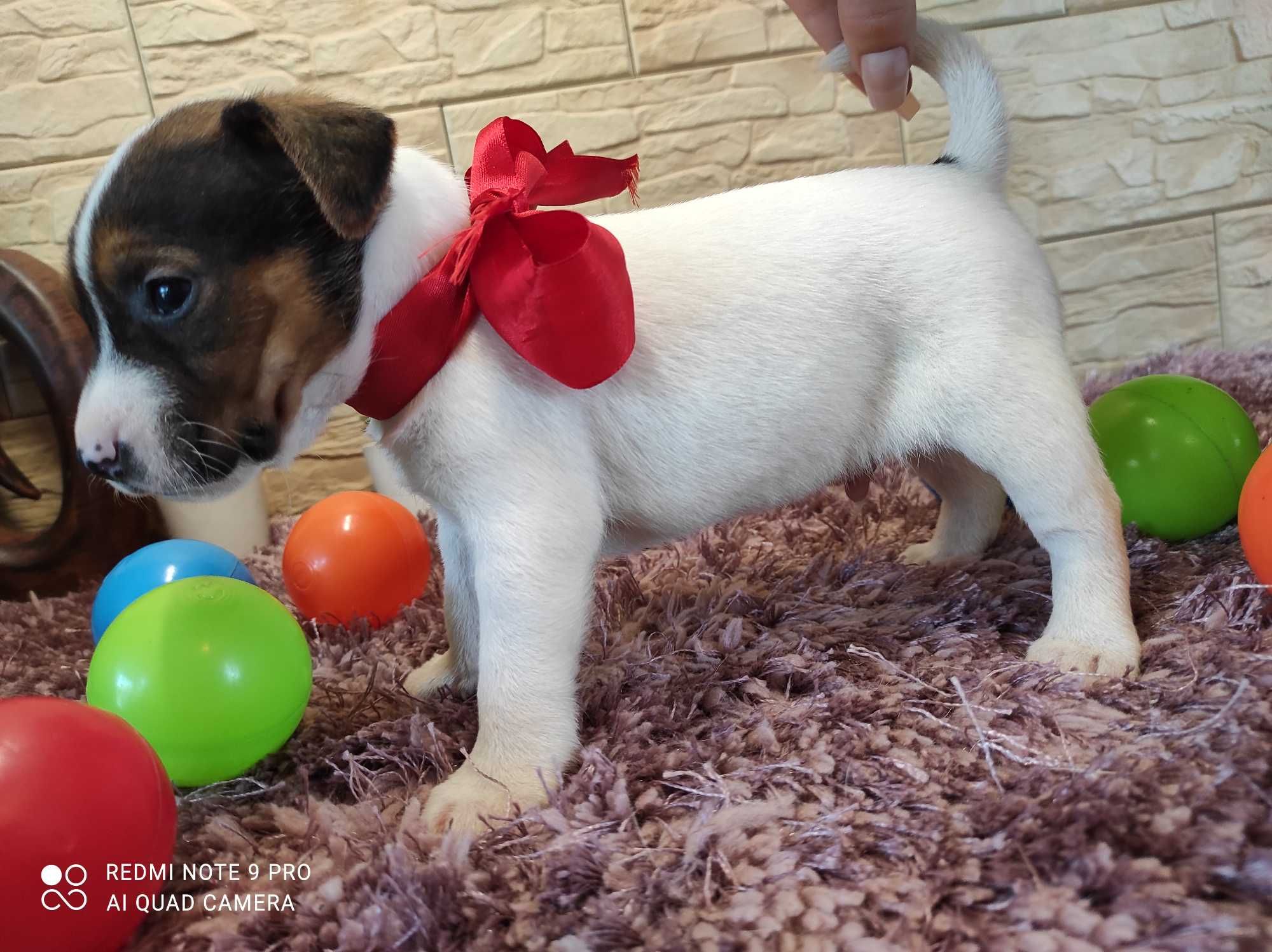 Jack Russell Terrier / PIESIO