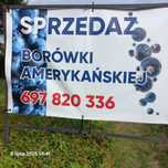 Owoce Borowki Amerykańskiej