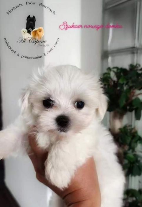 Maltańczyk suczka xxs