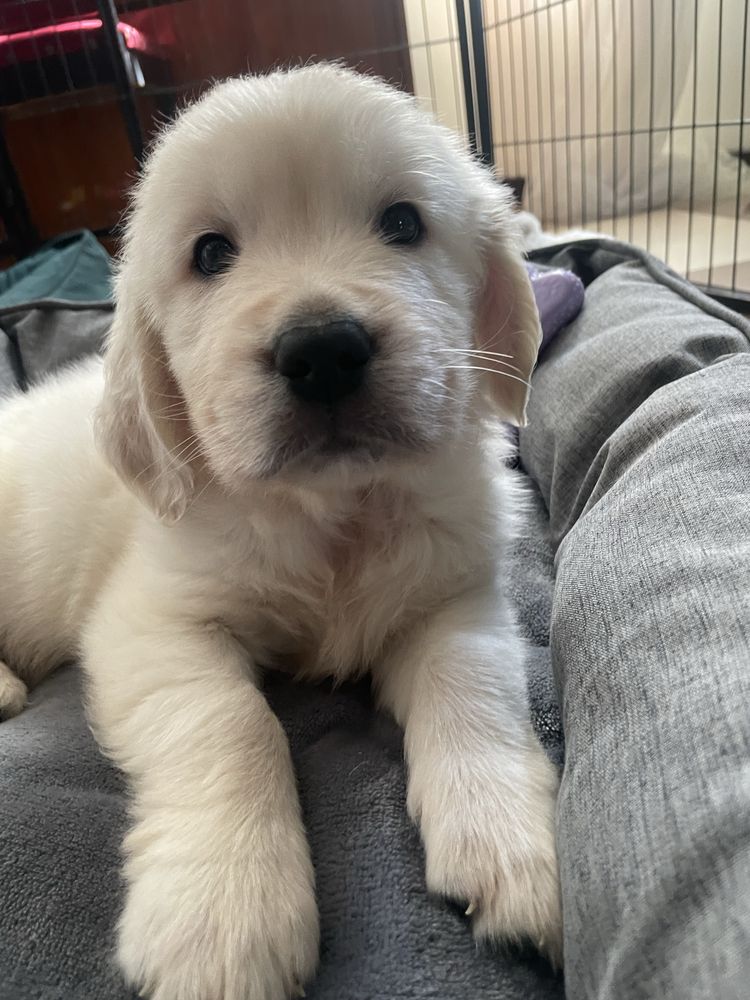 Golden Retriever- cudowna sunia!