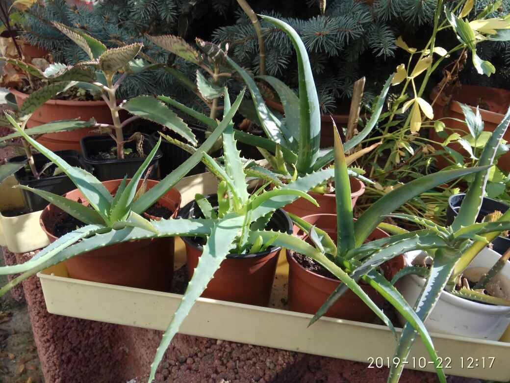 Aloes i żyworódka