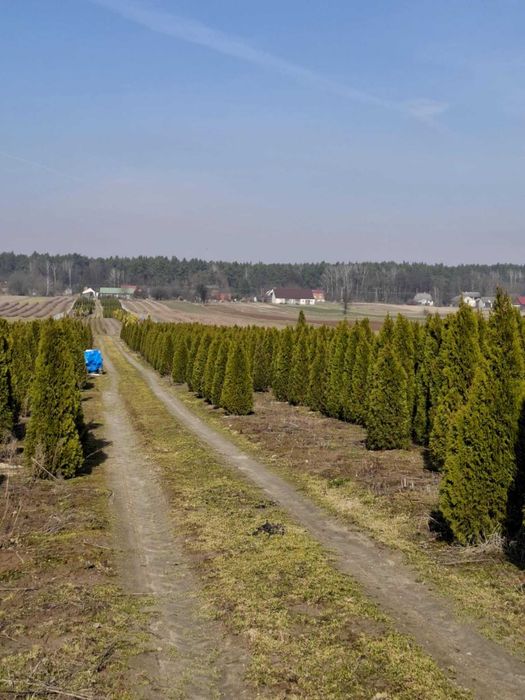 Thuja Tuja szamragd 180-230cm