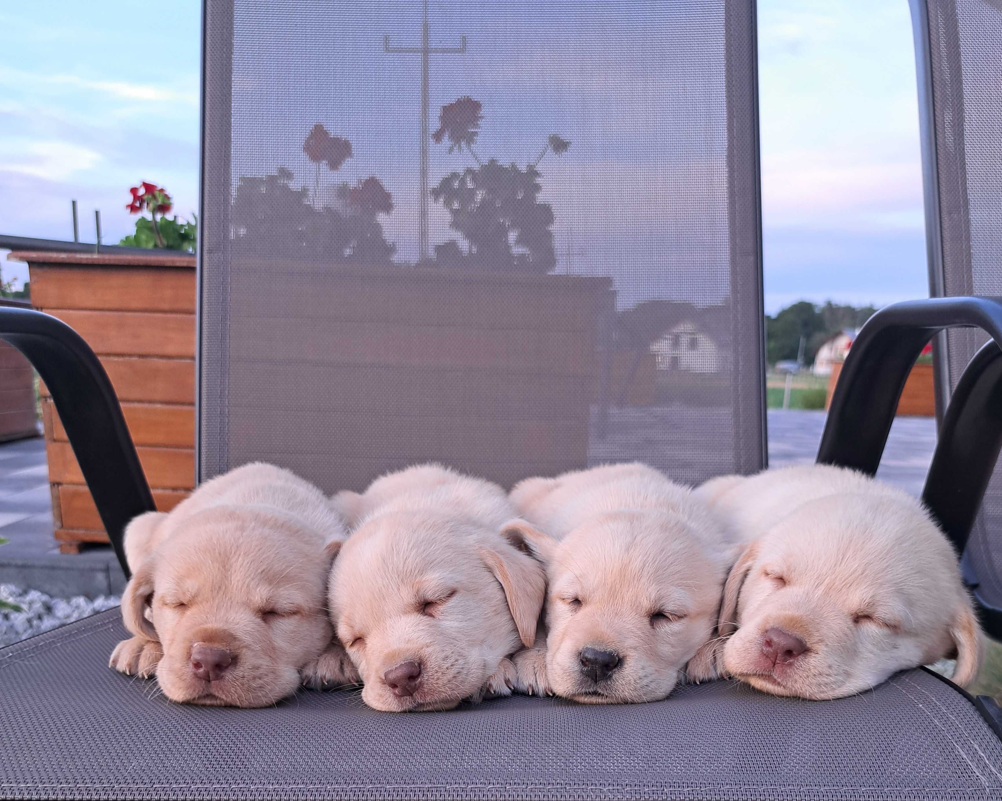 Lablador Retriever