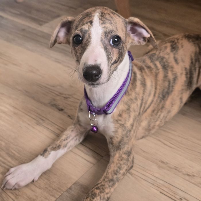 Chart angielski whippet suczka już do odbioru