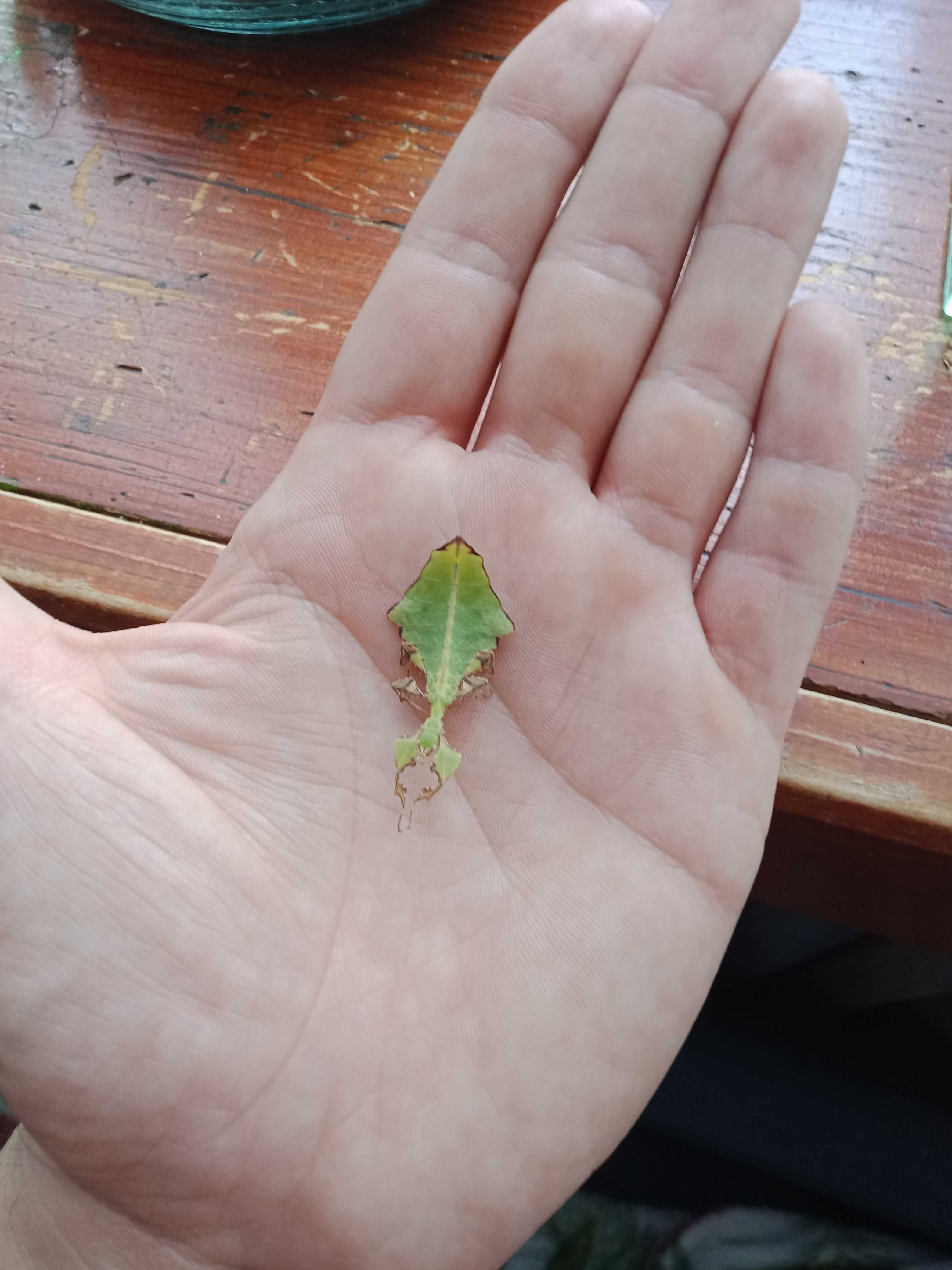 Liściec olbrzymi - Phyllium giganteum