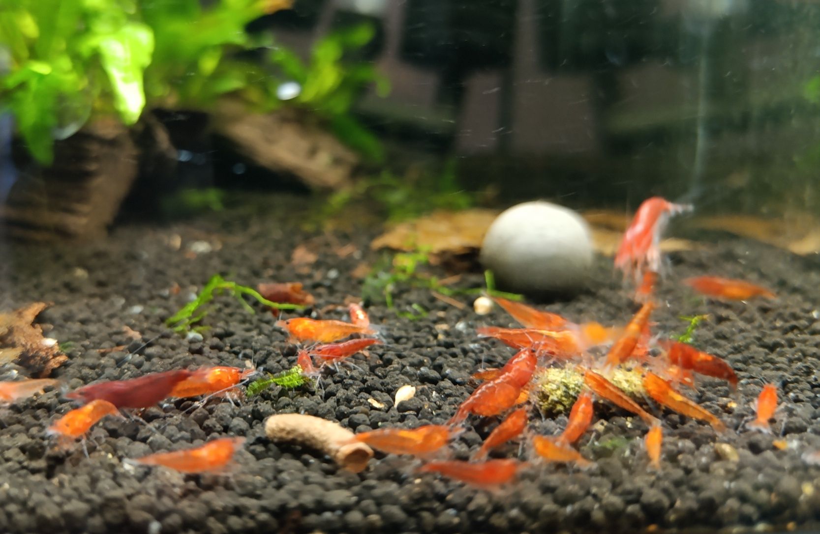Krewetki Bloody Mary Neocaridina z wody kranowej