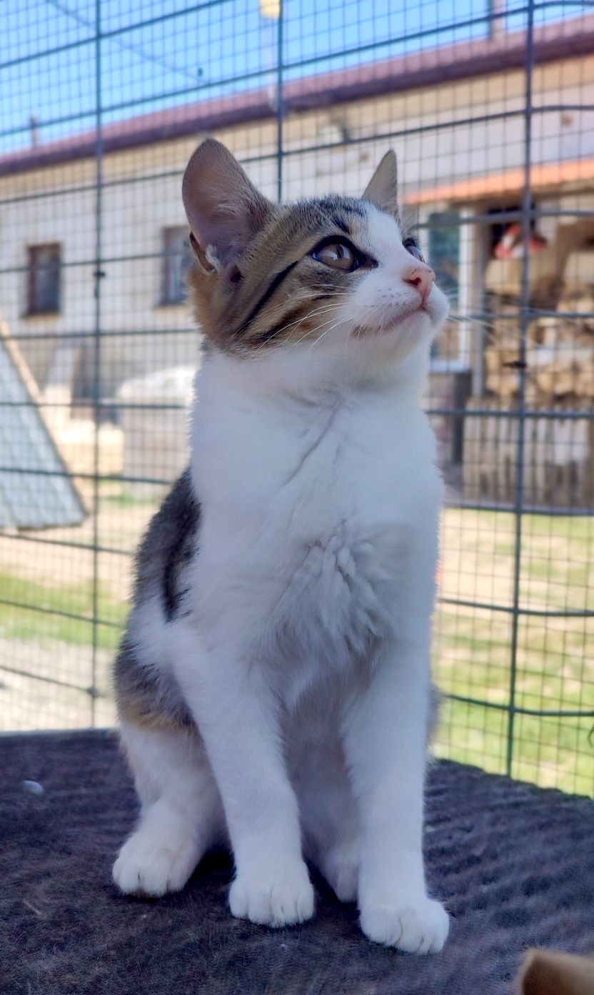 Przekochan Stokrotka gorąco poleca się do adopcji .. :)