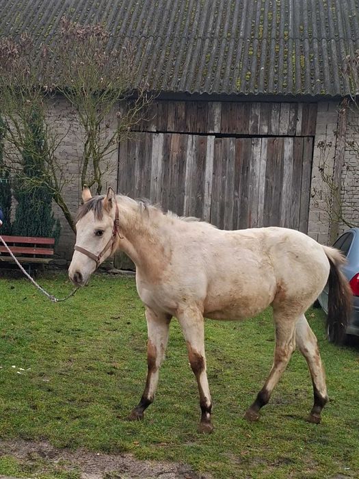 Sprzedam klaczkę po tarantach