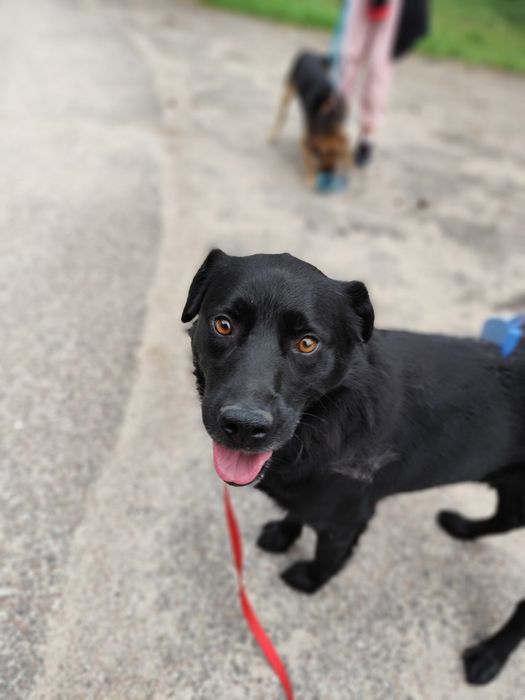 Nasz śliczny Samuraj czeka na dom!