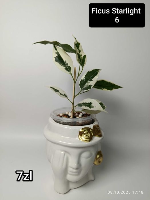 Maria Plants Ficus Starlight sadzonki