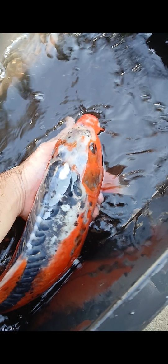 Carpa koi shusui