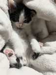 Mlody kotek do adopcji