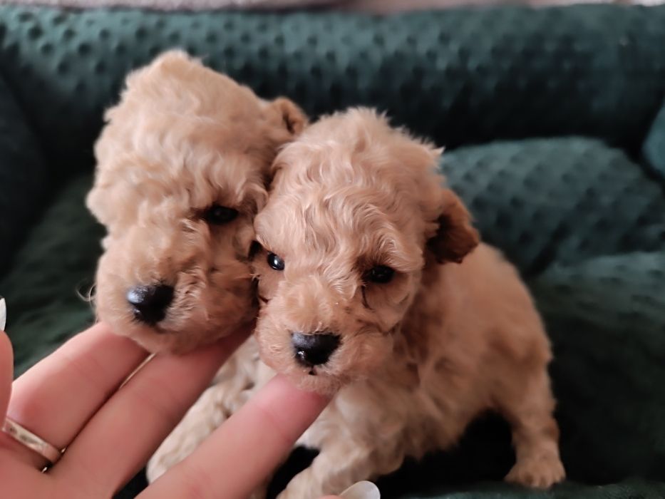 Chłopiec, pudel toy, FCI