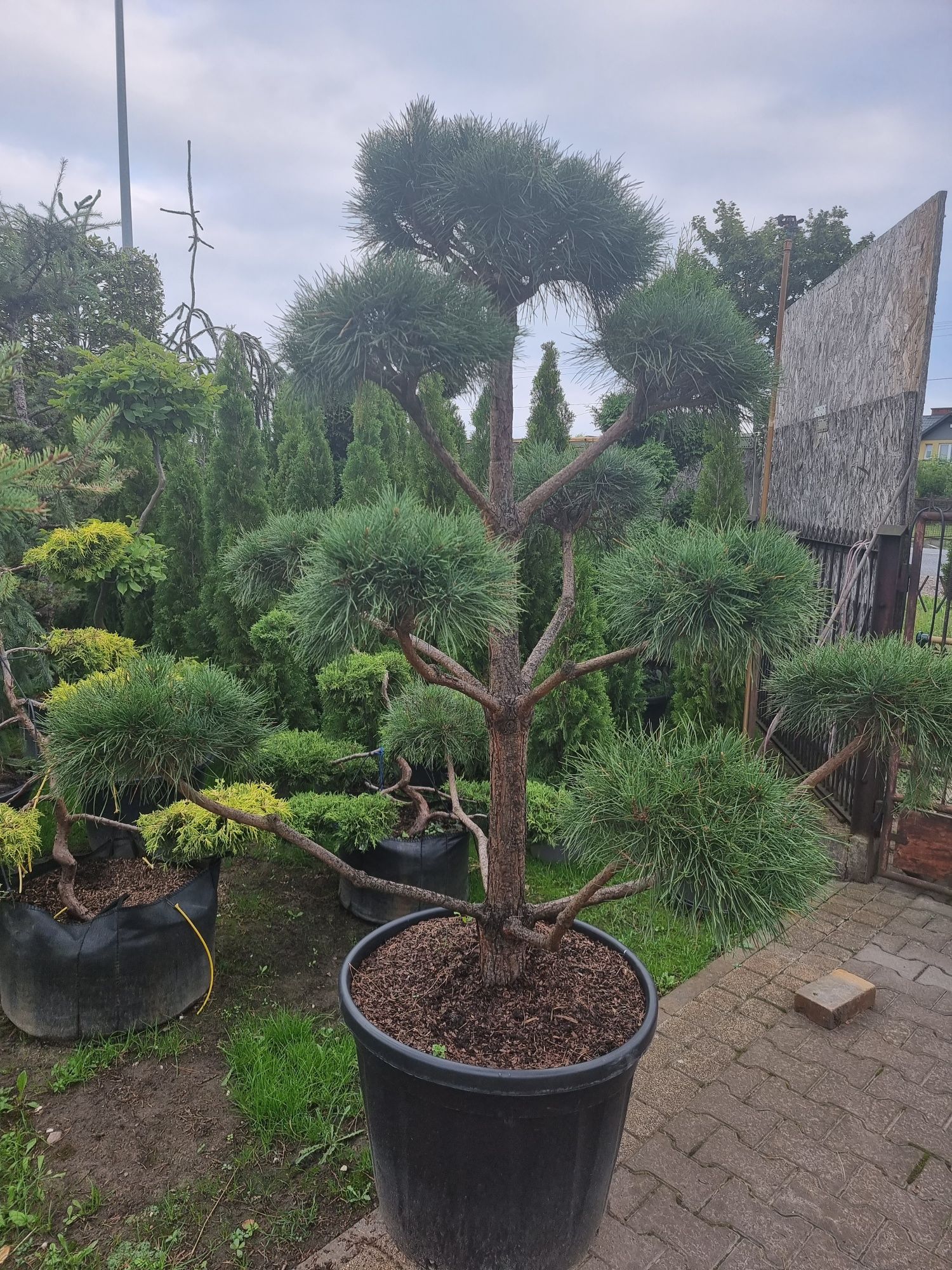 Krzewy ozdobne formowane Niwaki BONSAI Drzewa Rośliny ozdobne