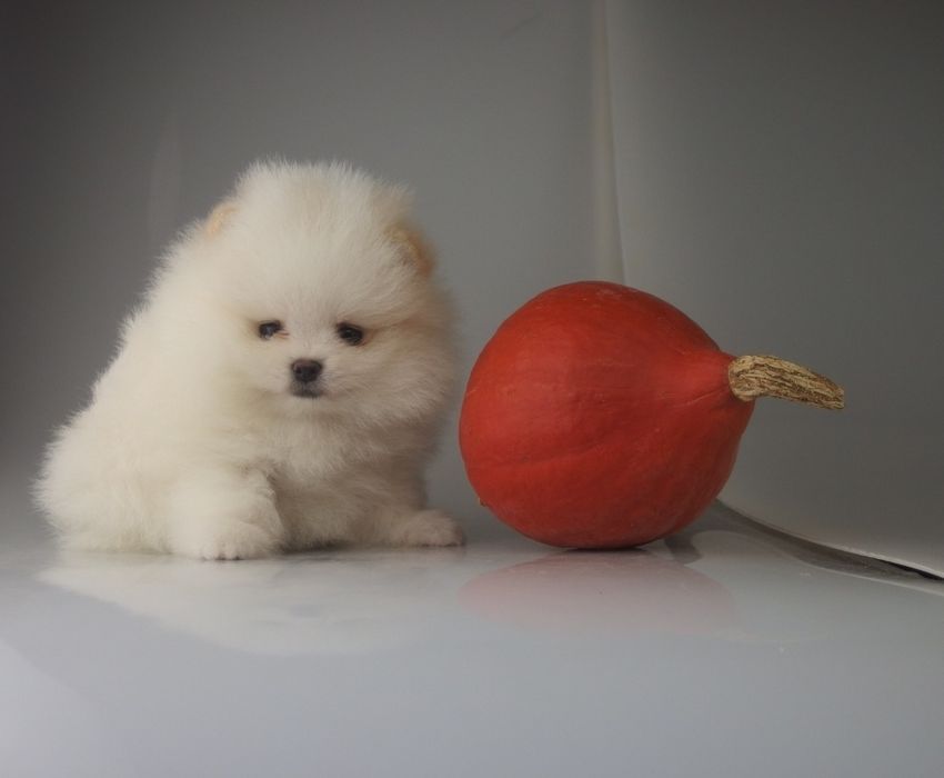 POMERANIAN szpic miniaturowy  FCI