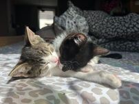 Batman  i Roger do adopcji