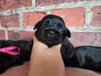 Shih-Tzu suczka czarna