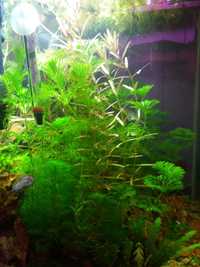 Roślina do akwarium - Limnophila Sessiflora 12 szt.