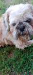 Pies shih tzu trzy letni