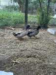 Pato real de 5 meses