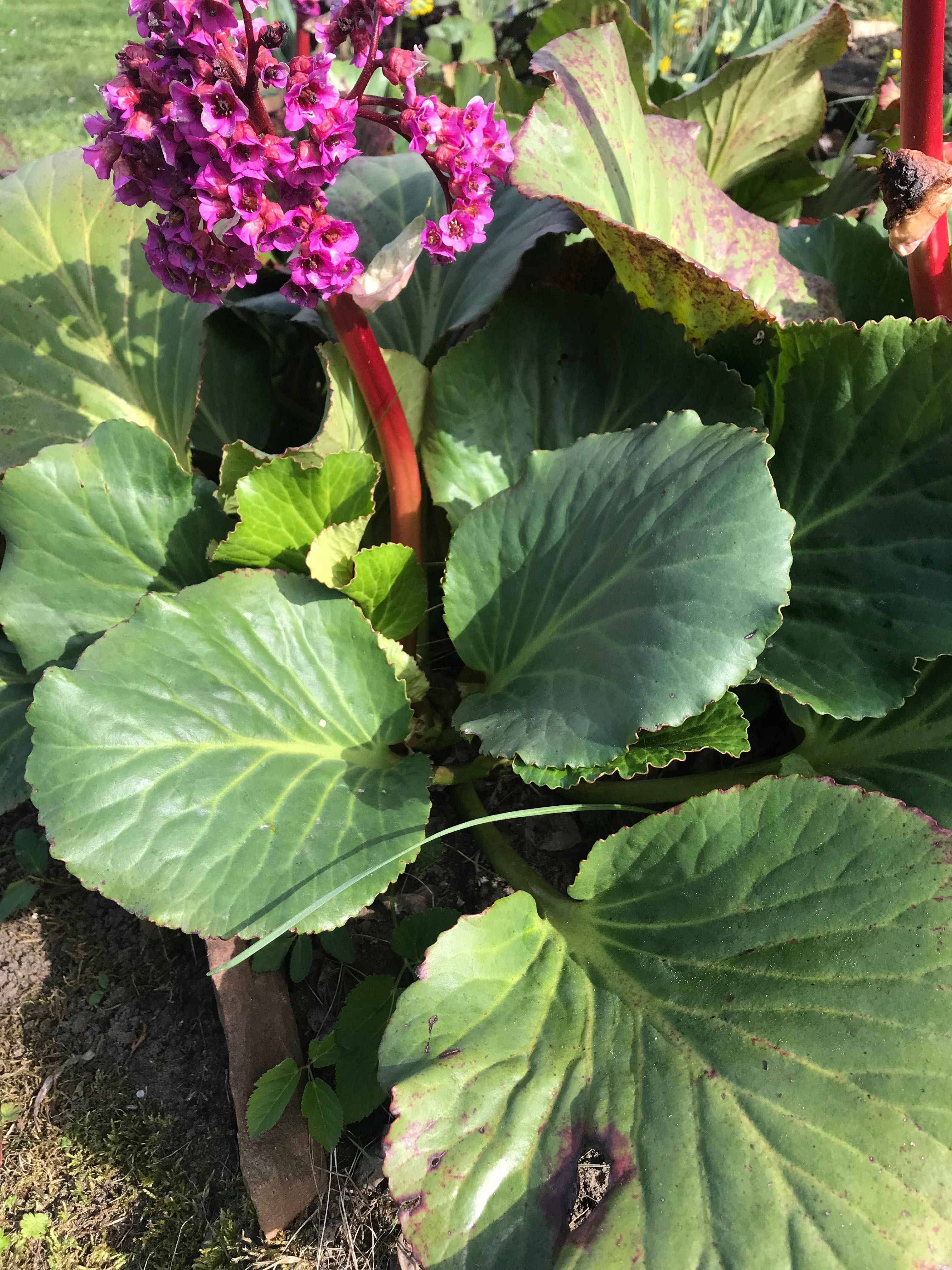 Bergenia.  Rozowa