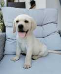 Labrador retriever
