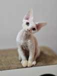 Devon rex kocurek