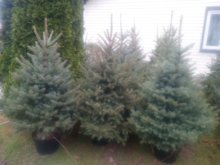 Choinki w doniczkach_jodla kaukaska swierk srebrny i zwykły 140-250cm