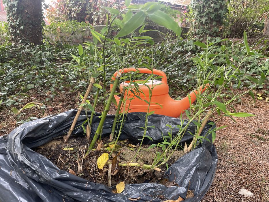 Bambus Phyllostachys bissetti bisseta bisseti