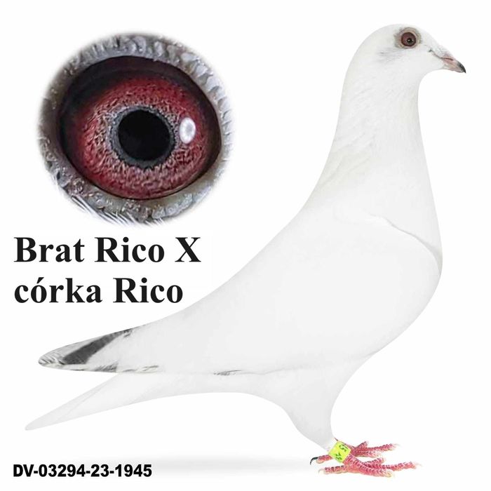 Gołębie pocztowe Inbred Olimpic Rico 1 as Belgii