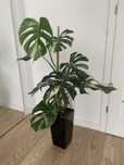 Monstera variegata 9 liści.