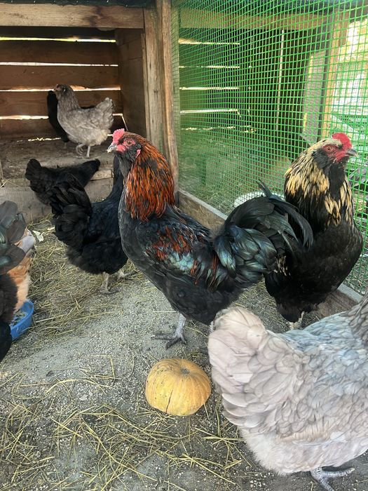 Молодий півень амераукана