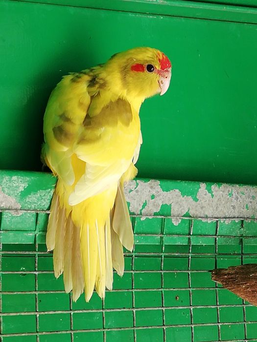 Kakarikis verdes, amarelos e azuis - criar à mão e independentes