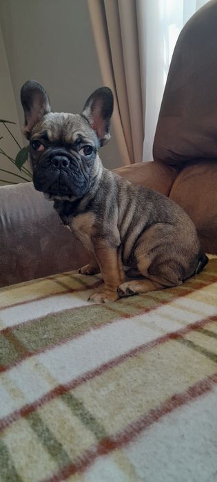 Buldog francuski piesek