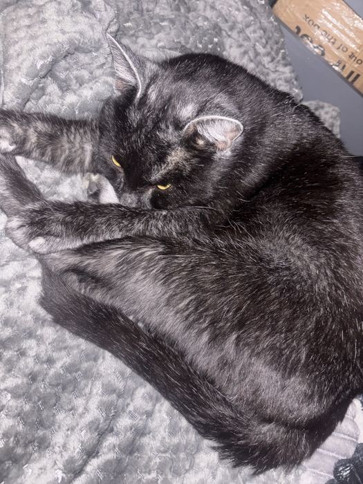 Oddam młodego kocura !PILNE!