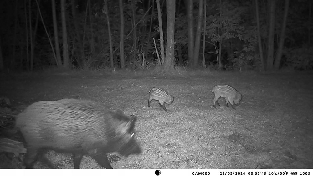 Фотопастка фотоловушка  HC950PRO Li