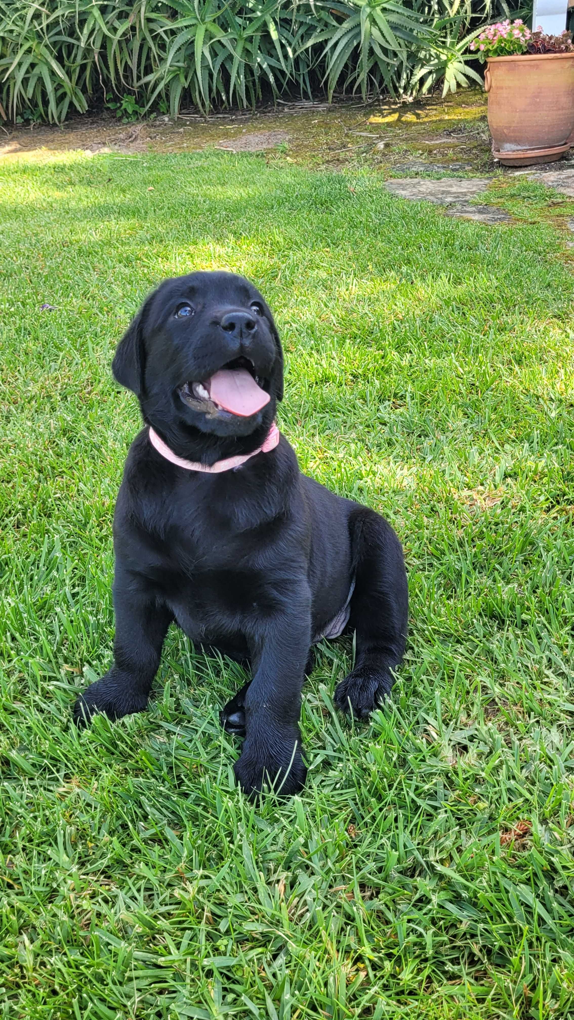 Labrador retriever