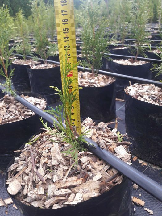 Tuja Thuja Szmaragd 100-120 cm W DONICY 5L Producent