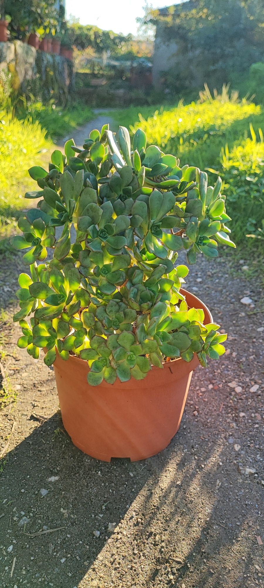 Planta suculenta
