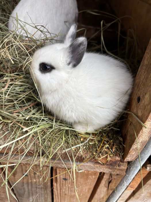 Sprzedam króliki miniaturki