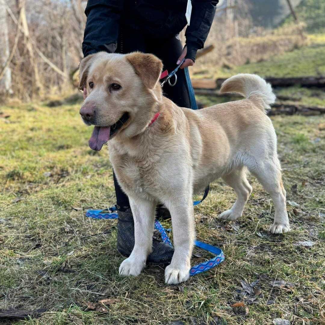 Carlos młody, 2/3 letni labrador pilnie pragnie domu Plock