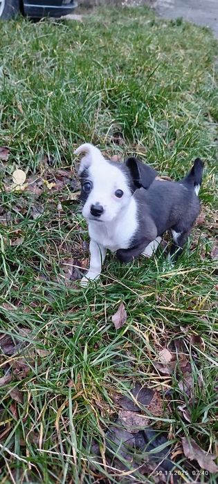 Грайлива дівчинка в добрі руки