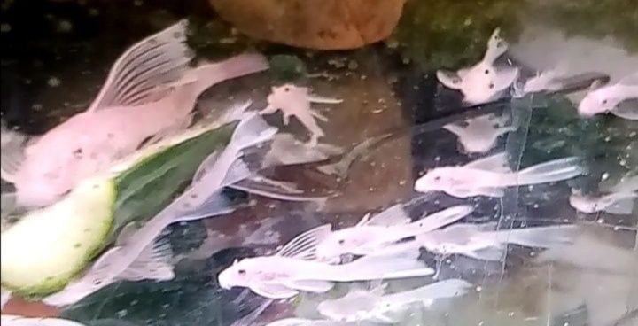 Ancistrus Snow White long fin weloniasty glonojad zbrojnik
