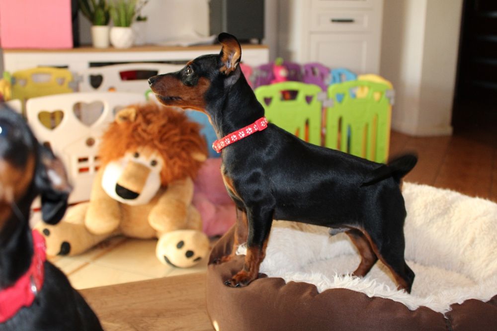 Pinczer miniaturowy FCI