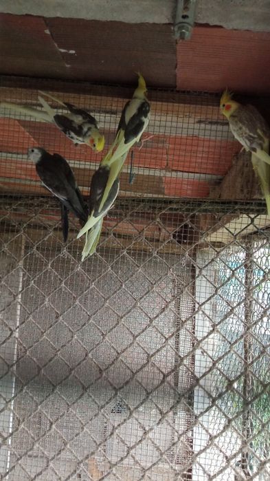 Caturras 2024 e 2025