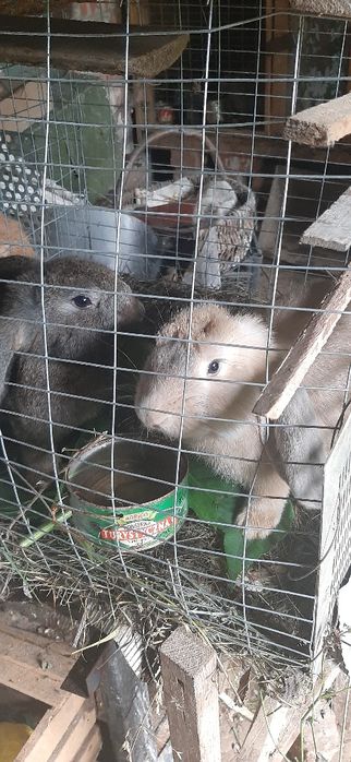 Продам кролів порода французькій баран.